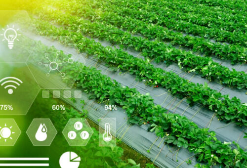 AgTech Startup Investments Decline Sharply in 2024, but Recovery Remains Possible